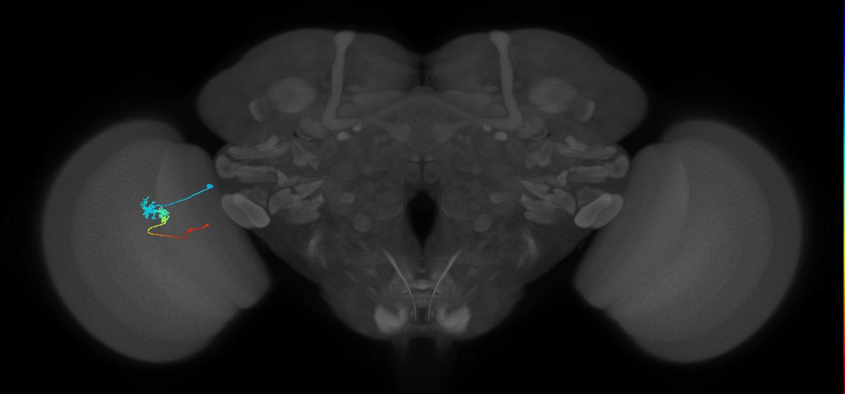 Tm3_L (MaleCNS:515386)