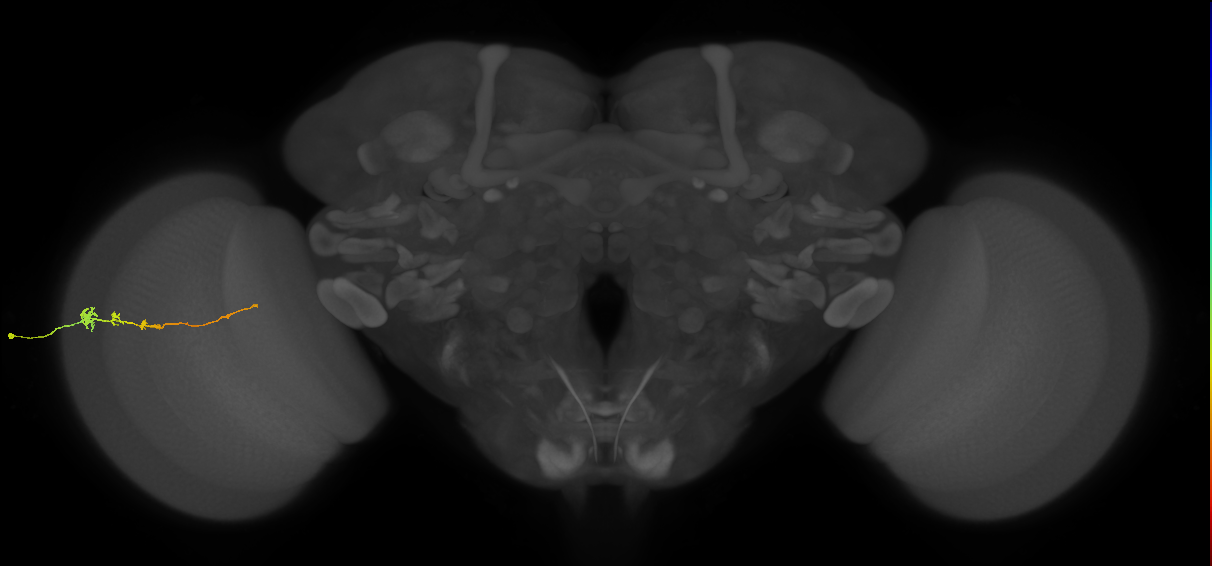 Tm3_L (MaleCNS:525989)