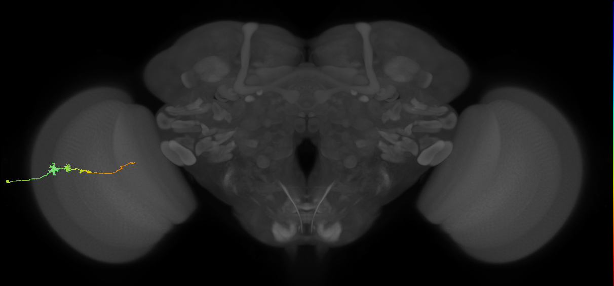 Tm3_L (MaleCNS:83522)