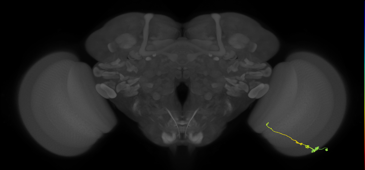 Tm3_R (MaleCNS:62883)