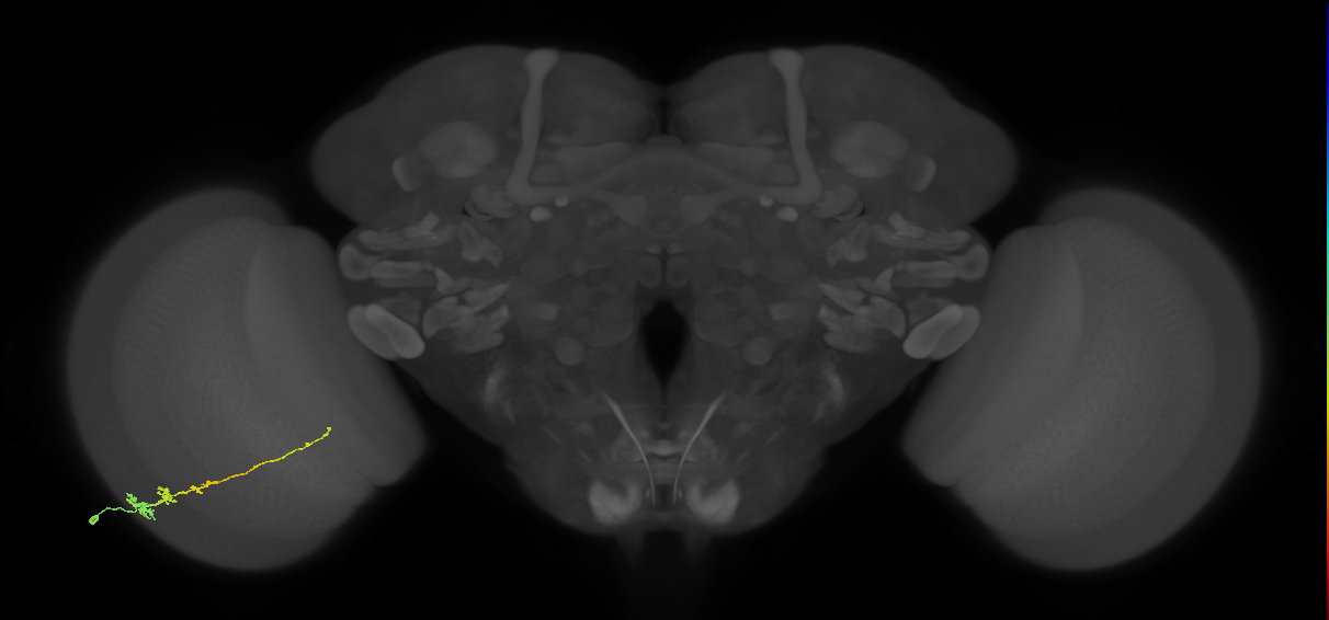Tm3_L (MaleCNS:70579)