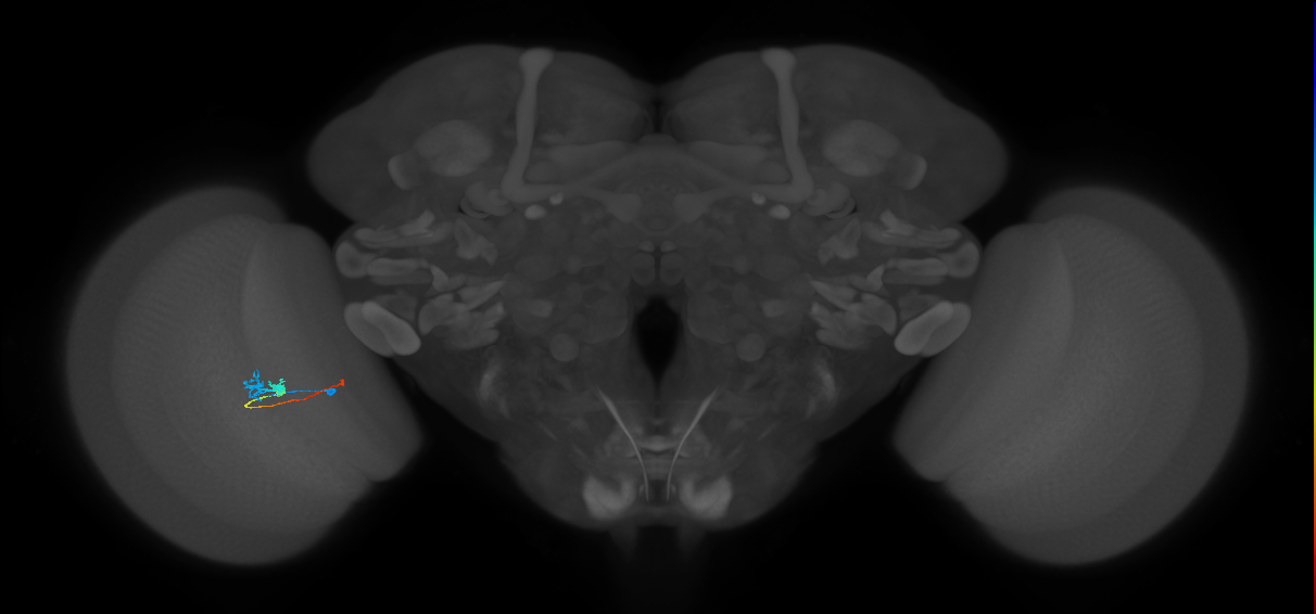 Tm3_L (MaleCNS:136231)