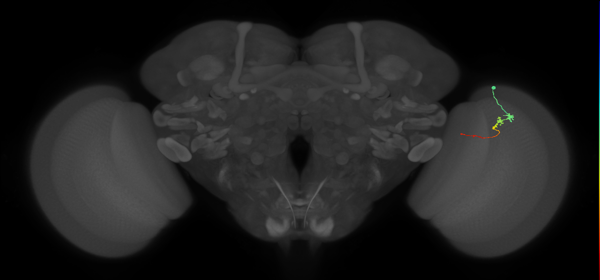 Tm3_R (MaleCNS:112654)