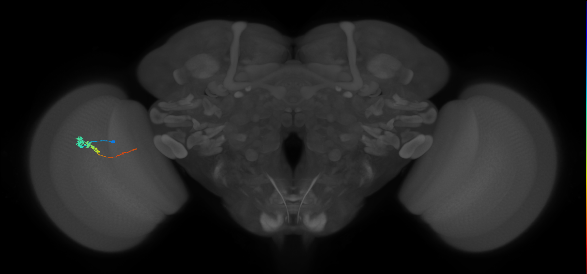 Tm3_L (MaleCNS:88762)