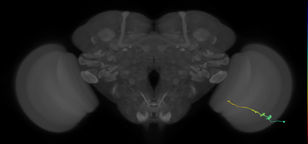 Tm3_R (MaleCNS:70429)