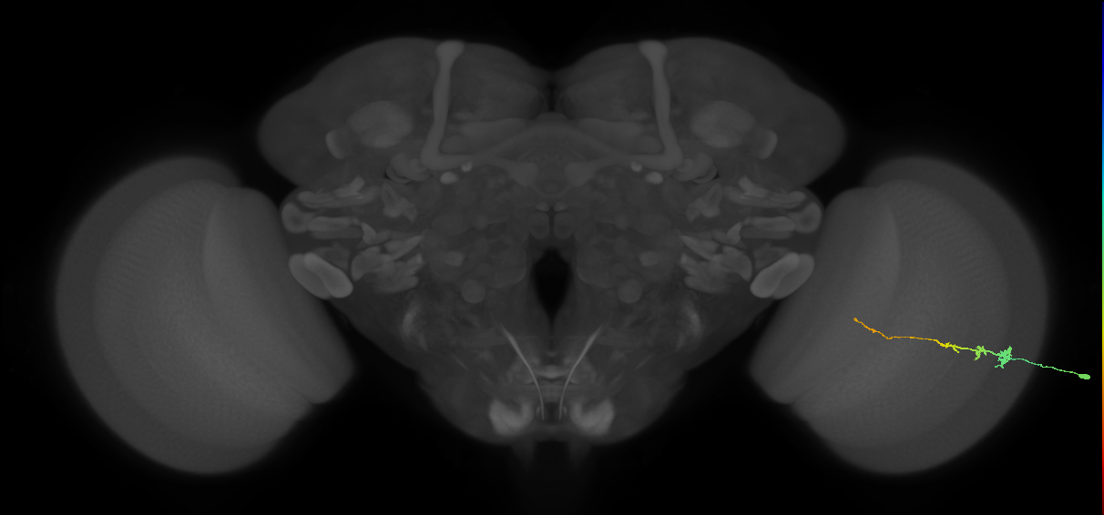 Tm3_R (MaleCNS:130280)