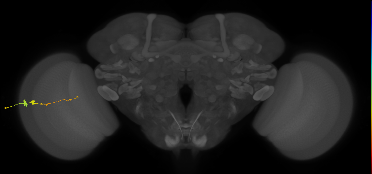 Tm3_L (MaleCNS:534142)