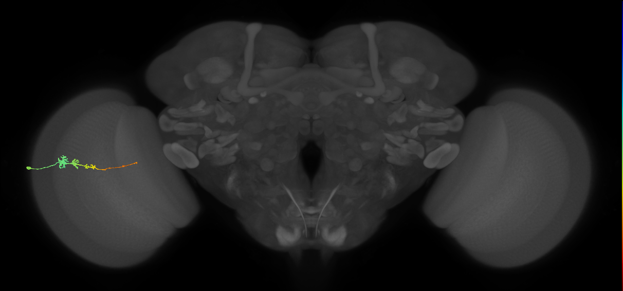 Tm3_L (MaleCNS:82417)