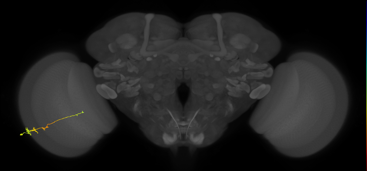 Tm3_L (MaleCNS:41877)