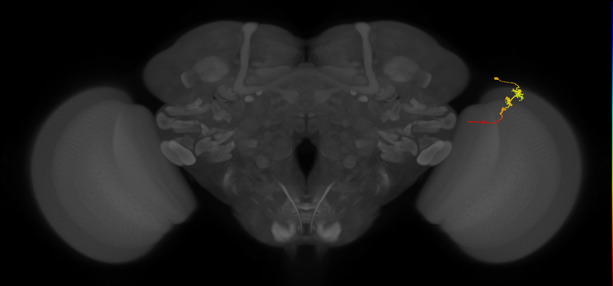 Tm3_R (MaleCNS:87577)