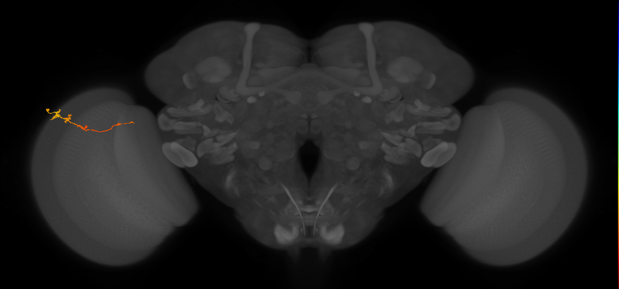 Tm3_L (MaleCNS:542938)