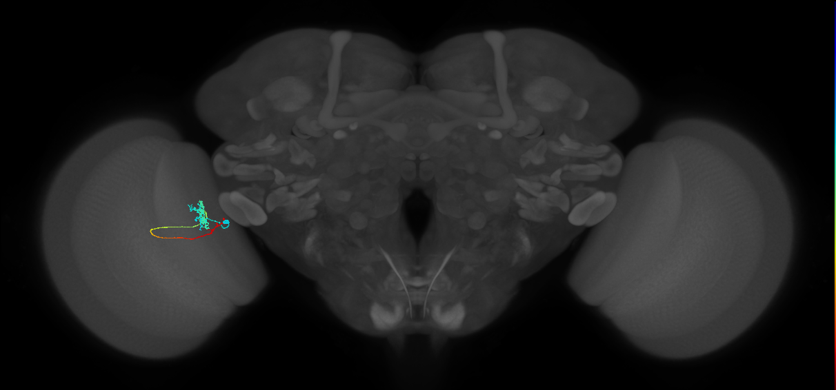 Tm3_L (MaleCNS:84887)