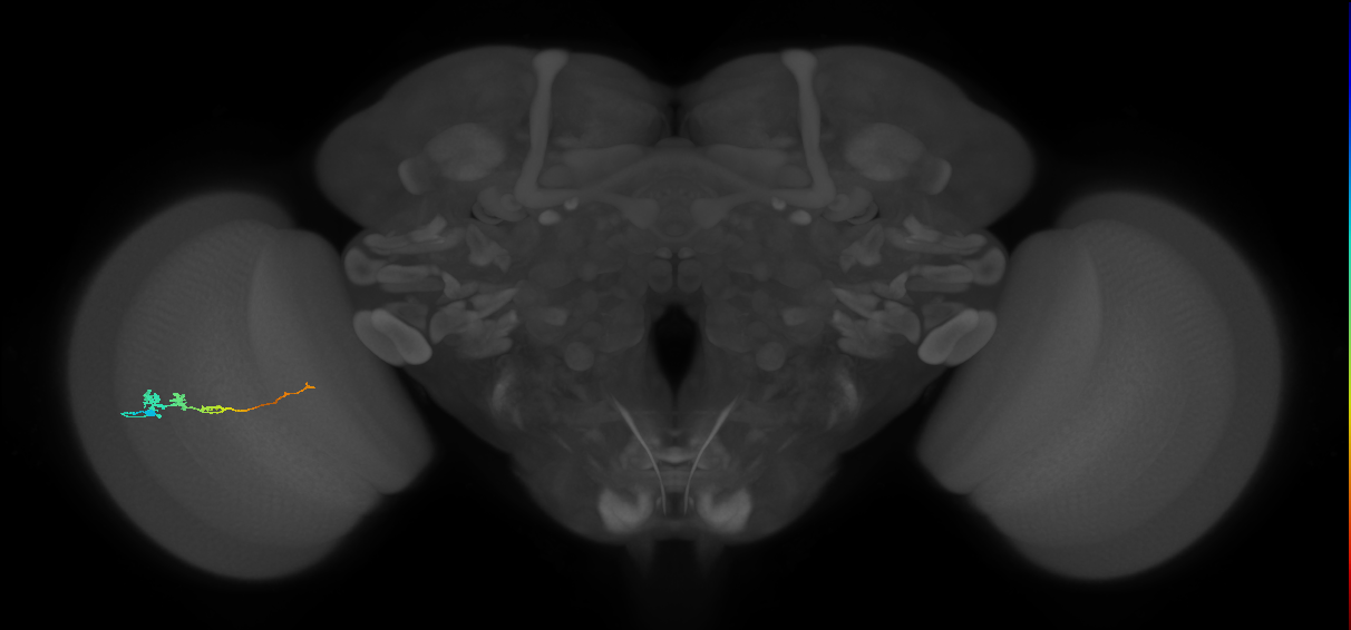 Tm3_L (MaleCNS:80673)