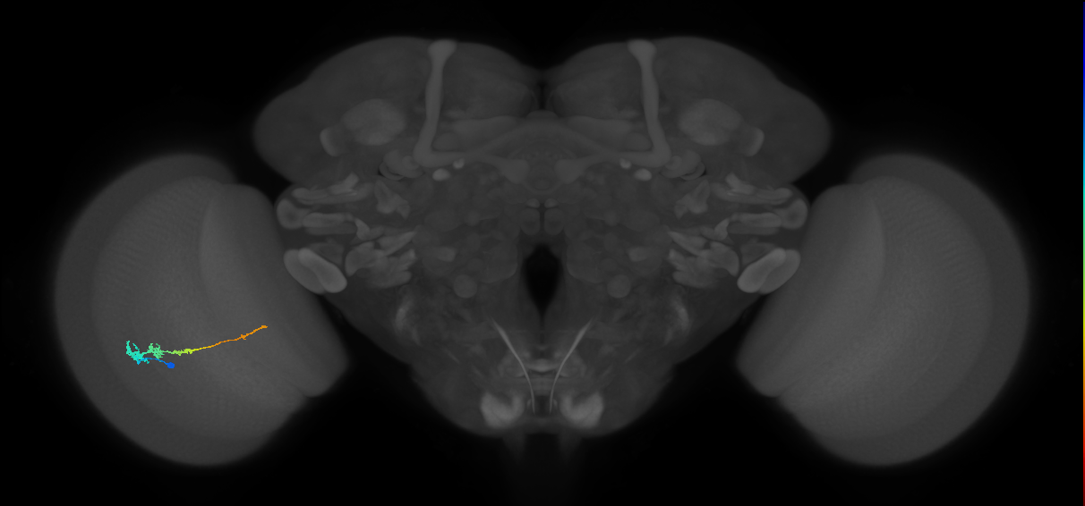 Tm3_L (MaleCNS:26639)
