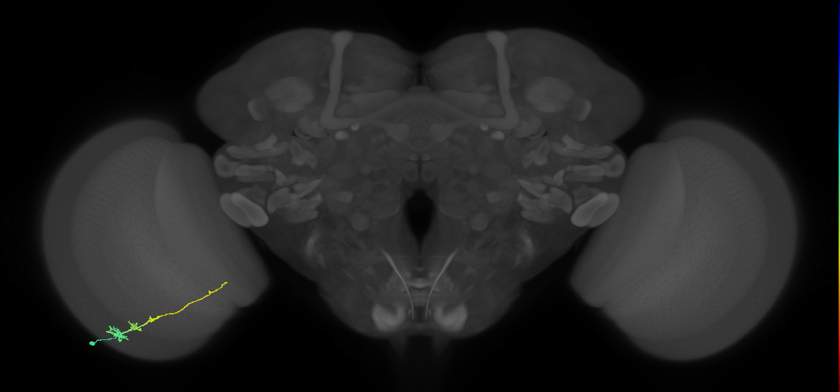 Tm3_L (MaleCNS:50155)