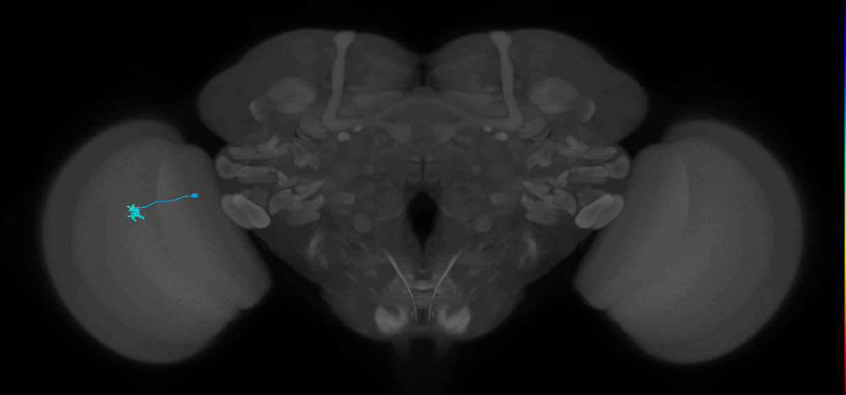 Tm3_L (MaleCNS:575261)