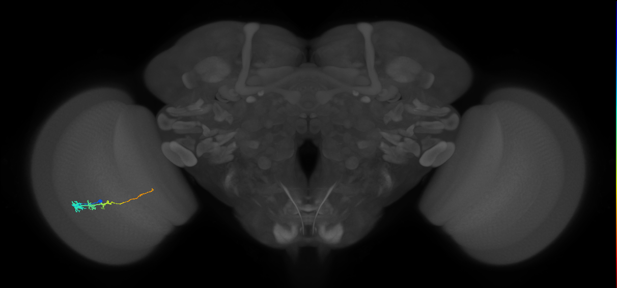 Tm3_L (MaleCNS:73275)