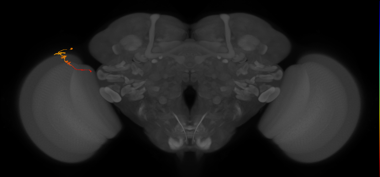 Tm3_L (MaleCNS:142944)