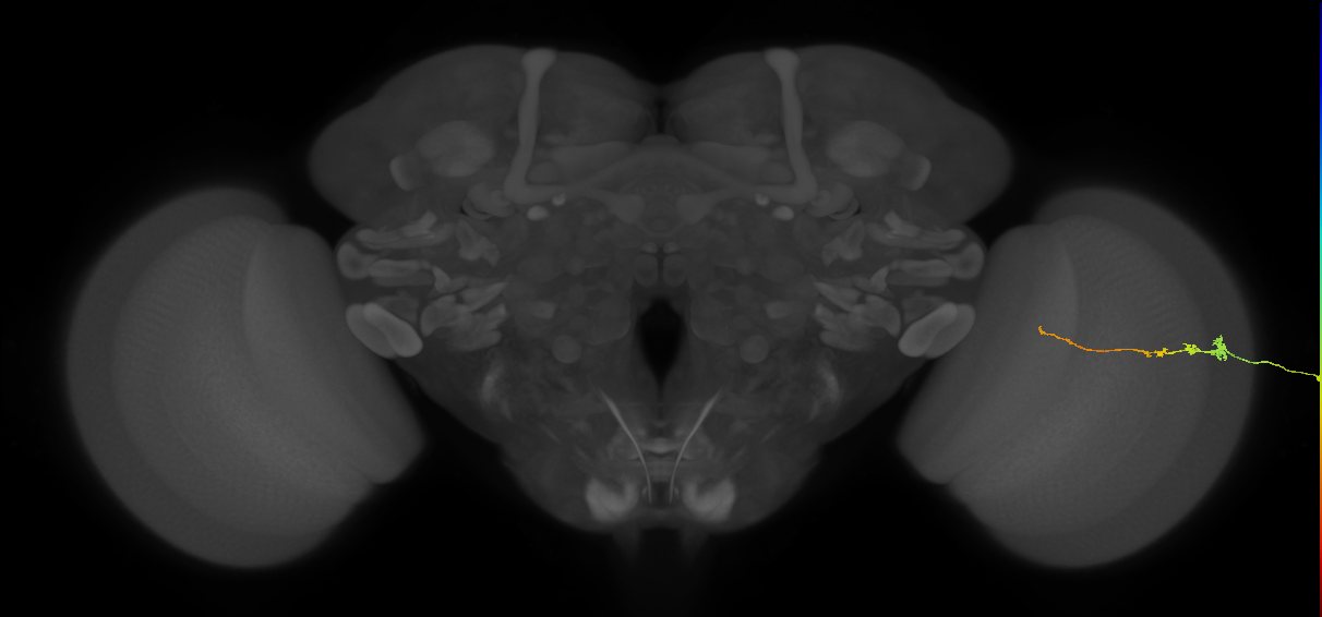 Tm3_R (MaleCNS:143802)