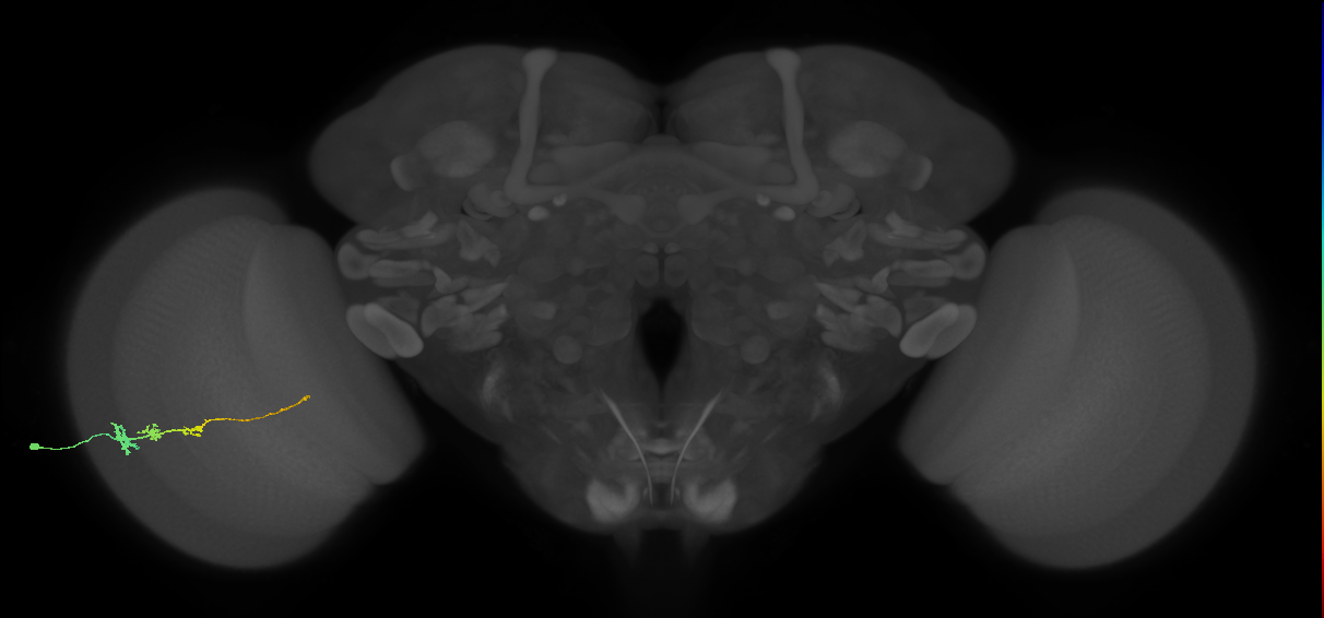 Tm3_L (MaleCNS:539244)