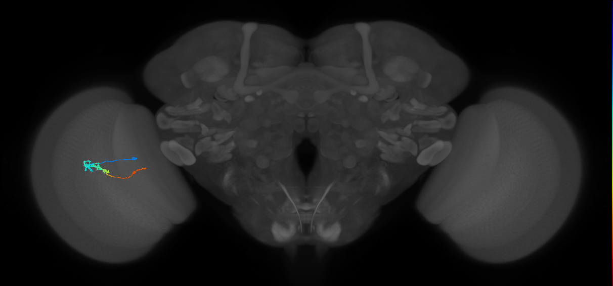 Tm3_L (MaleCNS:173021)
