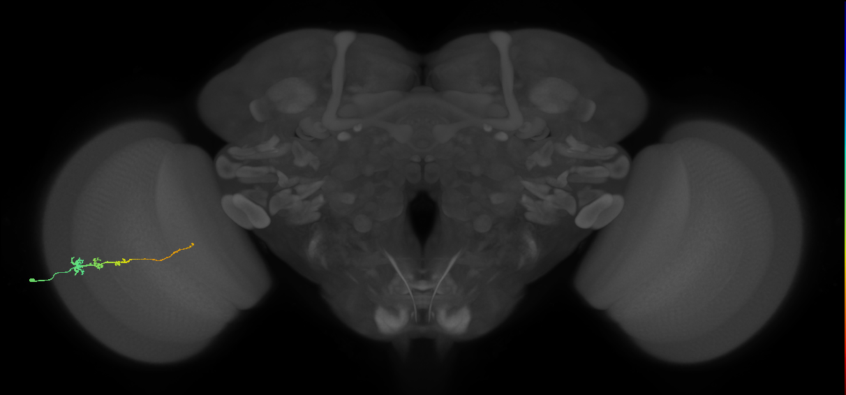 Tm3_L (MaleCNS:45105)