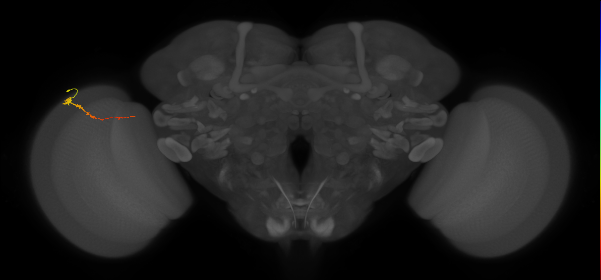 Tm3_L (MaleCNS:535688)