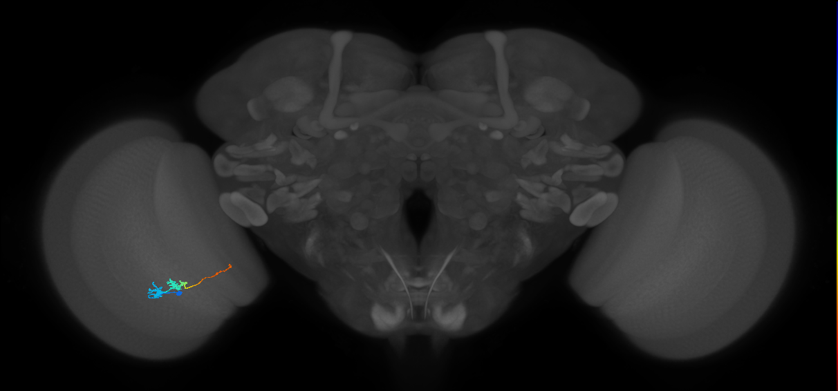 Tm3_L (MaleCNS:89356)