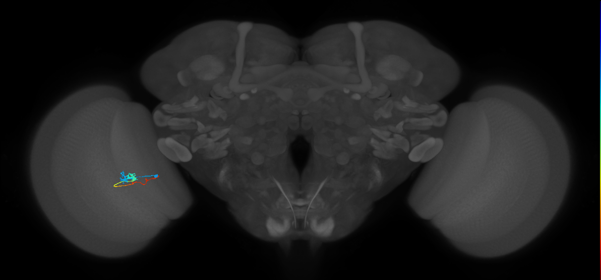 Tm3_L (MaleCNS:539252)
