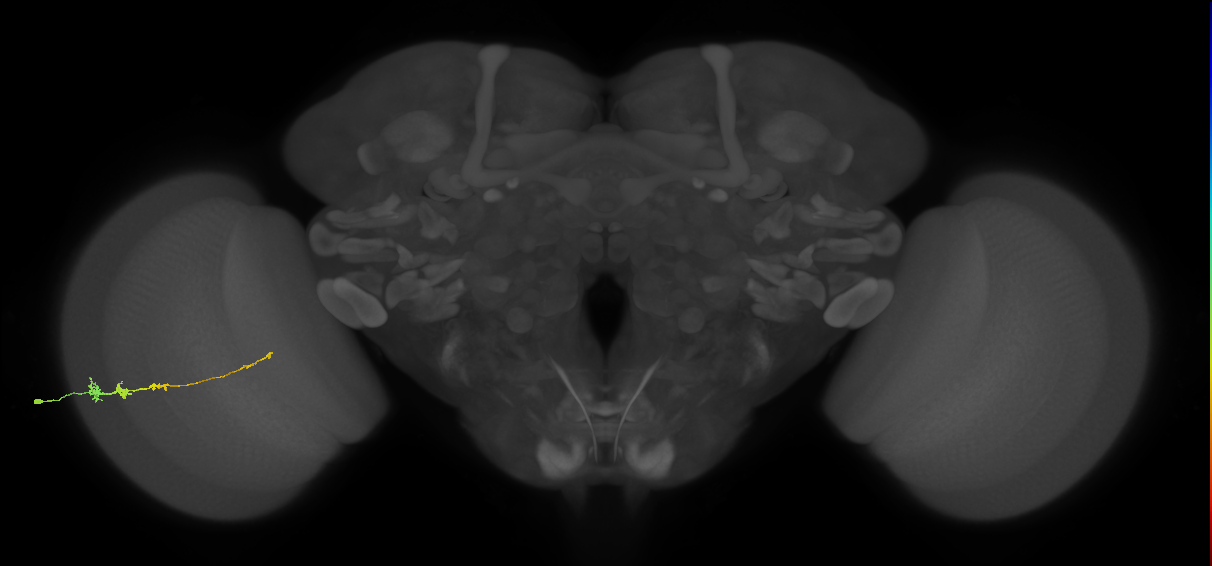 Tm3_L (MaleCNS:542877)