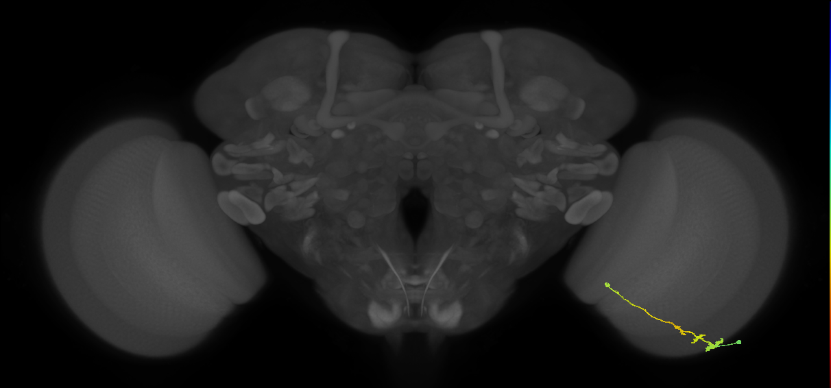 Tm3_R (MaleCNS:66933)