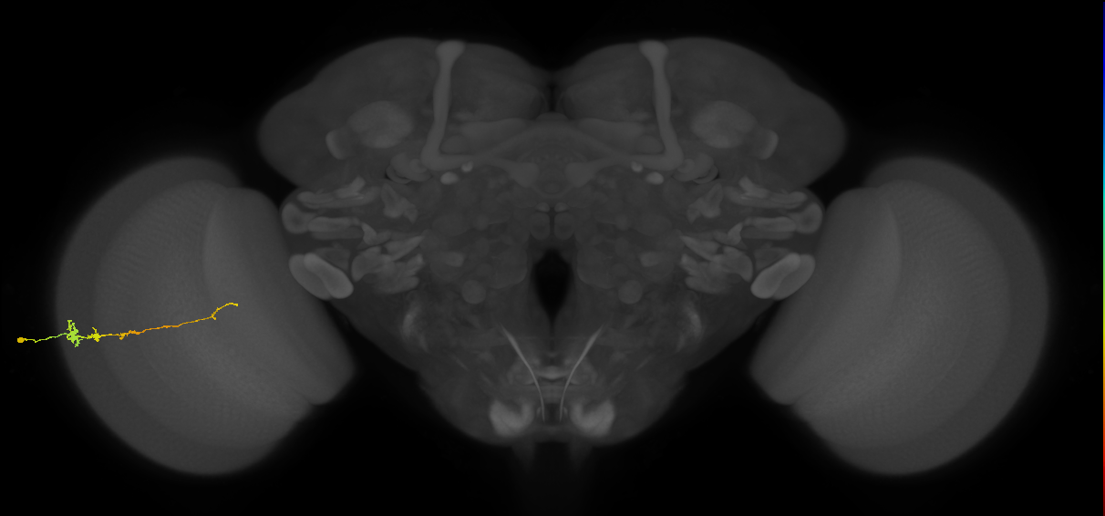 Tm3_L (MaleCNS:561447)