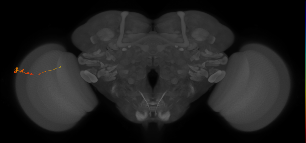 Tm3_L (MaleCNS:81843)