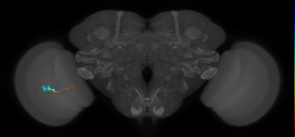 Tm3_L (MaleCNS:24021)