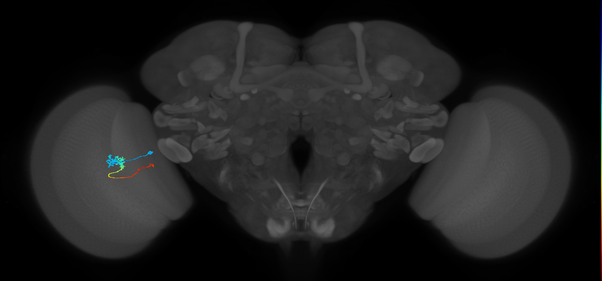 Tm3_L (MaleCNS:114198)
