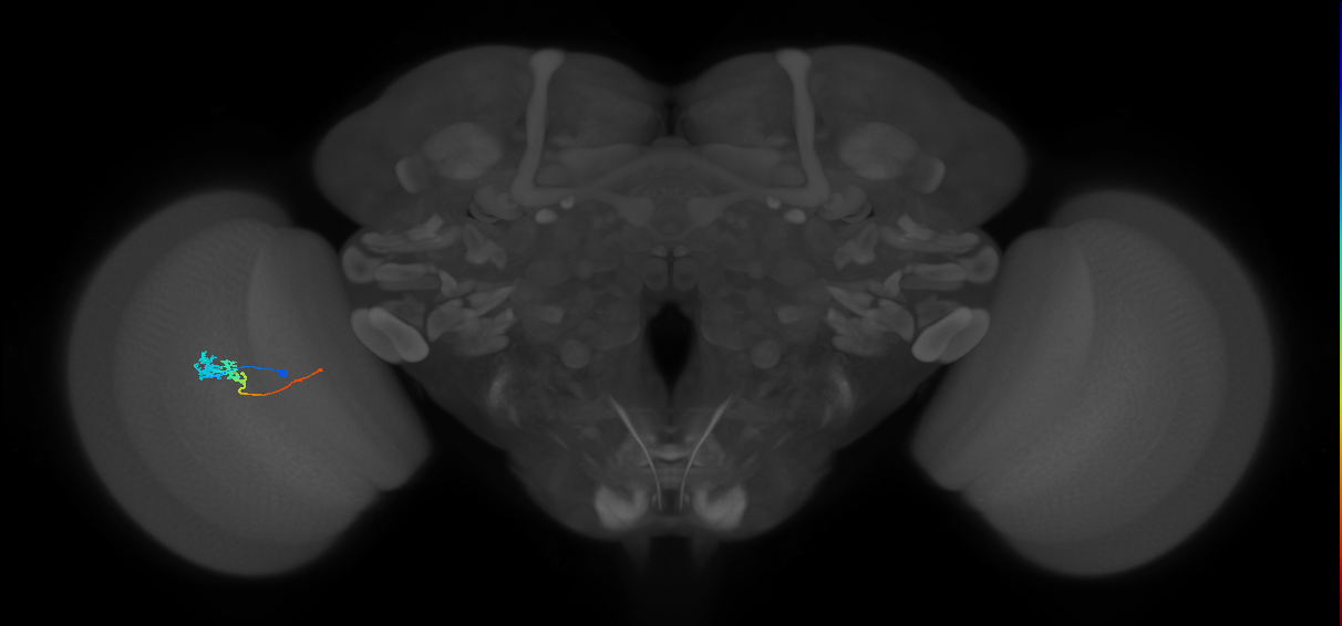 Tm3_L (MaleCNS:123992)