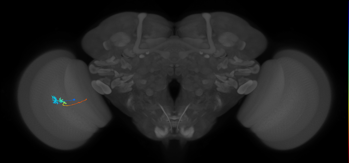 Tm3_L (MaleCNS:61902)