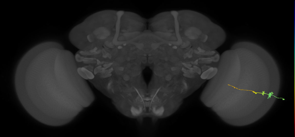 Tm3_R (MaleCNS:121170)