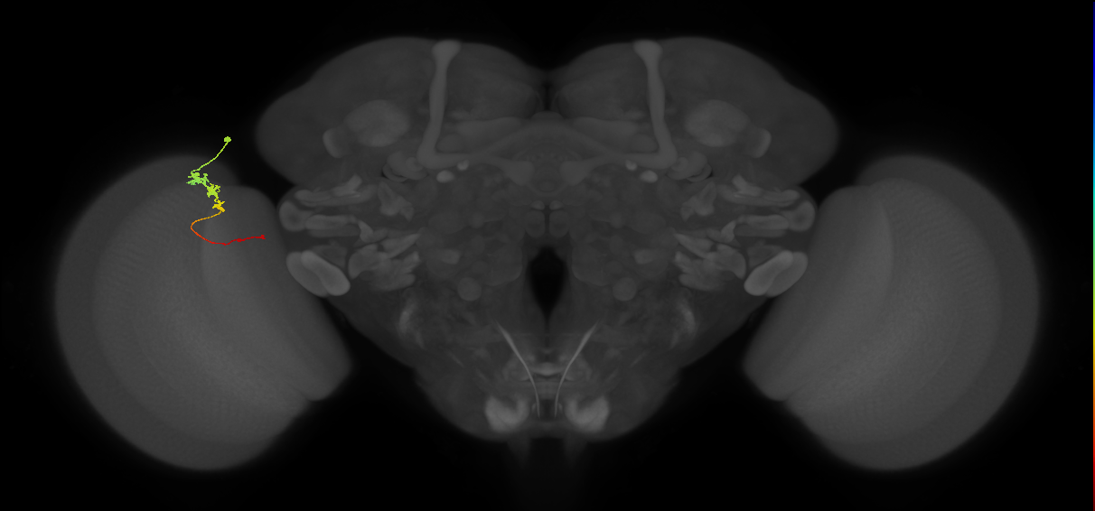 Tm3_L (MaleCNS:99959)