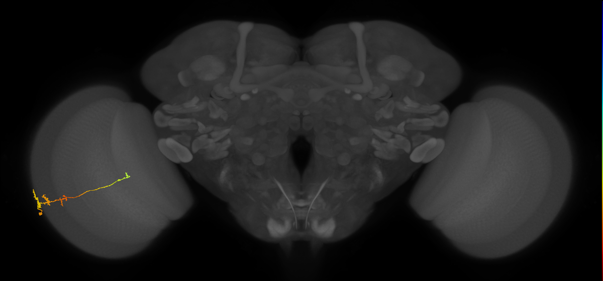Tm3_L (MaleCNS:58912)