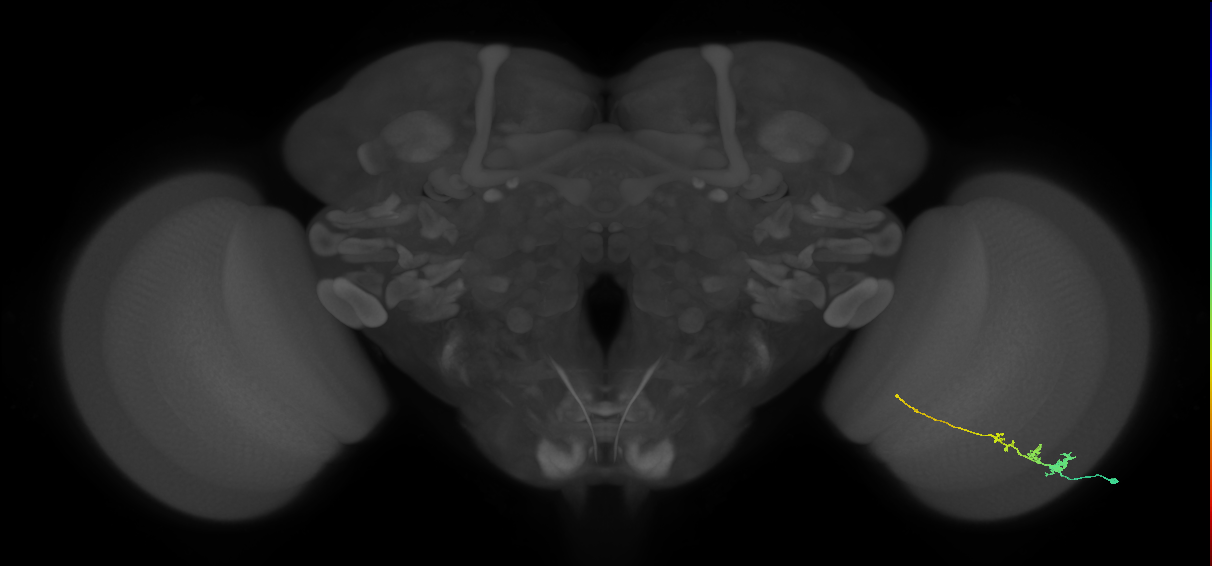 Tm3_R (MaleCNS:65382)