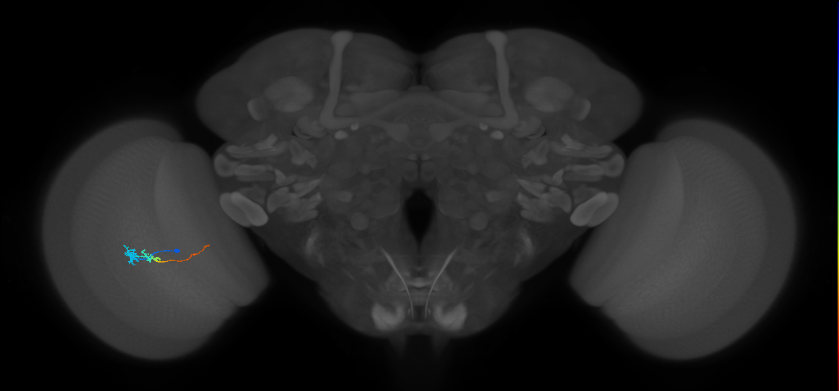 Tm3_L (MaleCNS:531979)