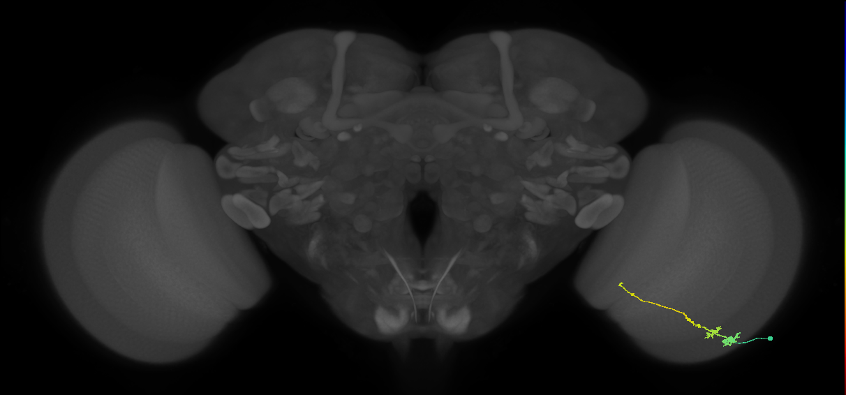Tm3_R (MaleCNS:66724)