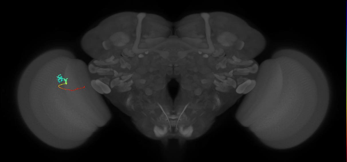 Tm3_L (MaleCNS:130249)