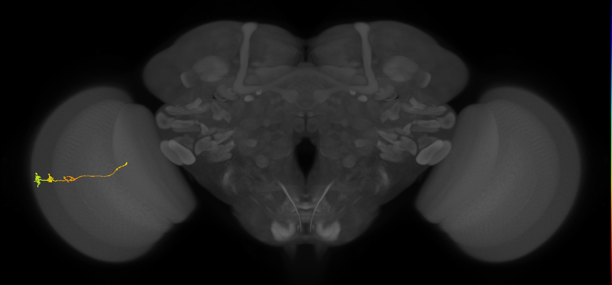 Tm3_L (MaleCNS:529758)