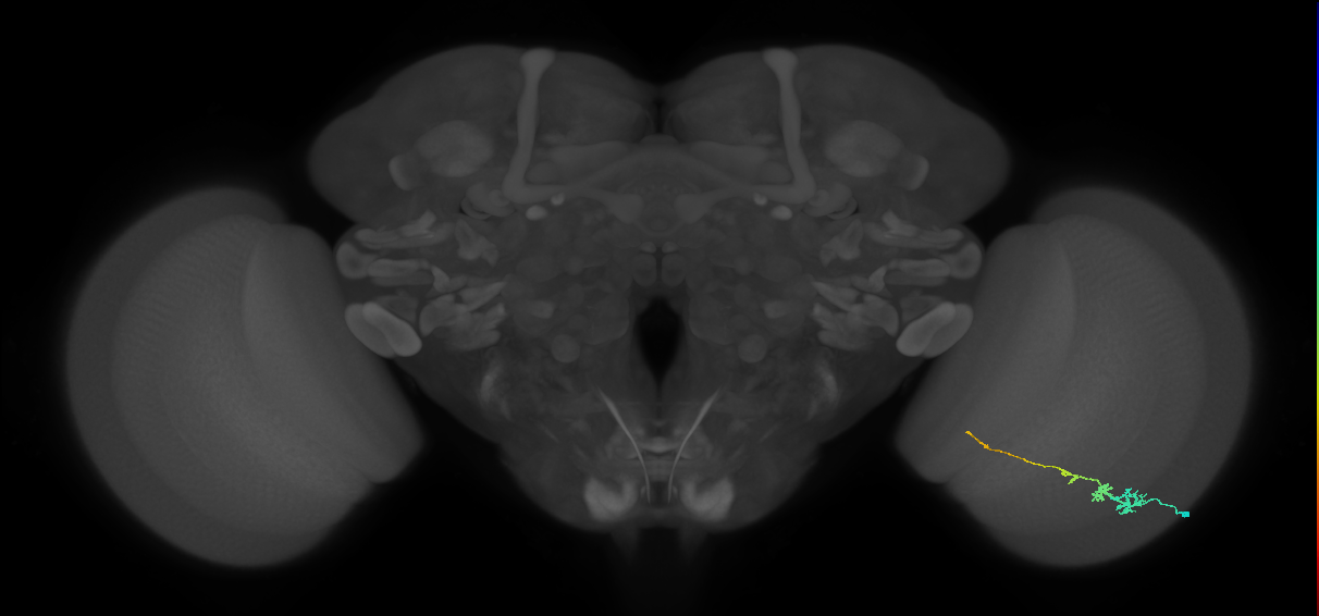 Tm3_R (MaleCNS:73189)