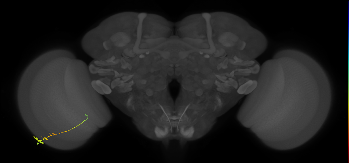 Tm3_L (MaleCNS:81166)