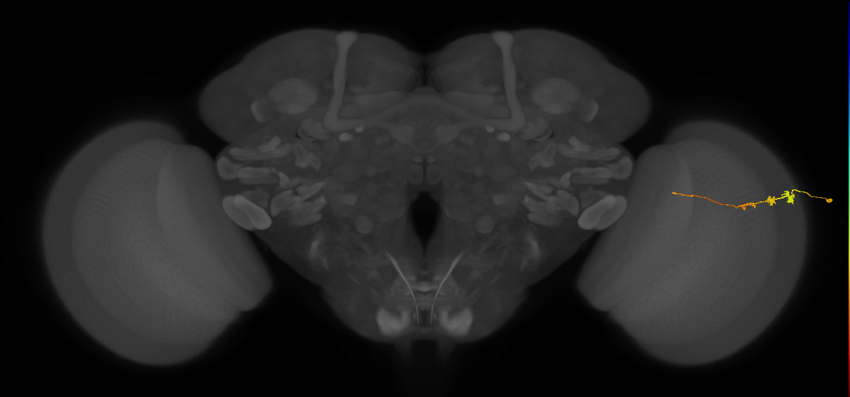 Tm3_R (MaleCNS:99606)