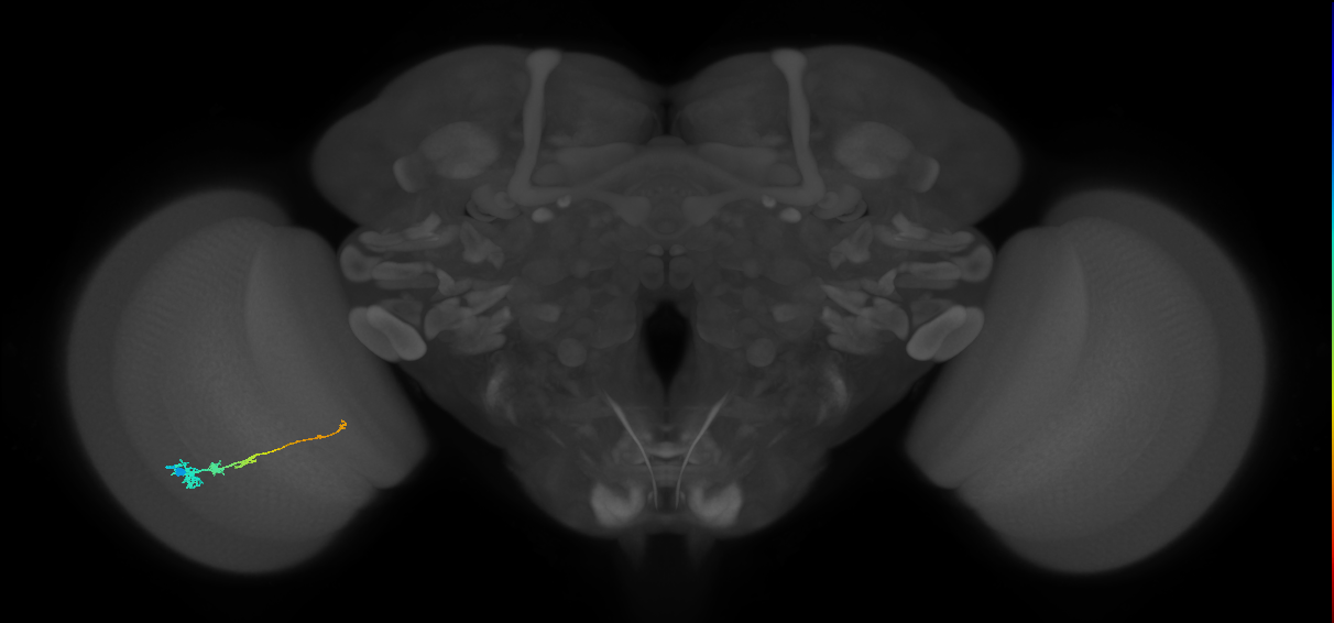 Tm3_L (MaleCNS:529222)