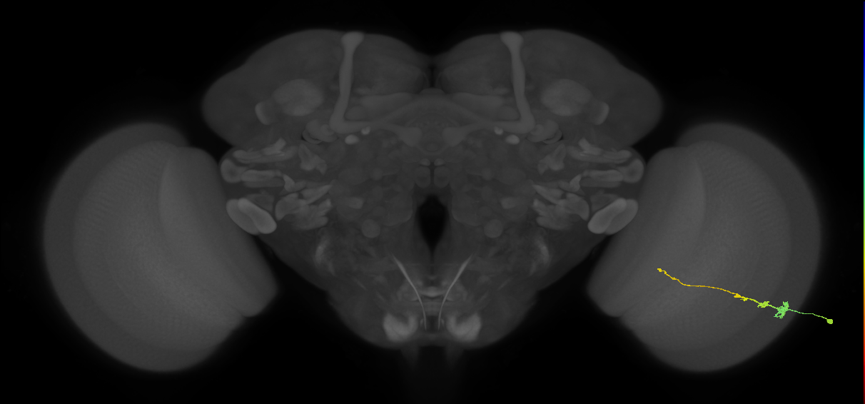 Tm3_R (MaleCNS:109031)